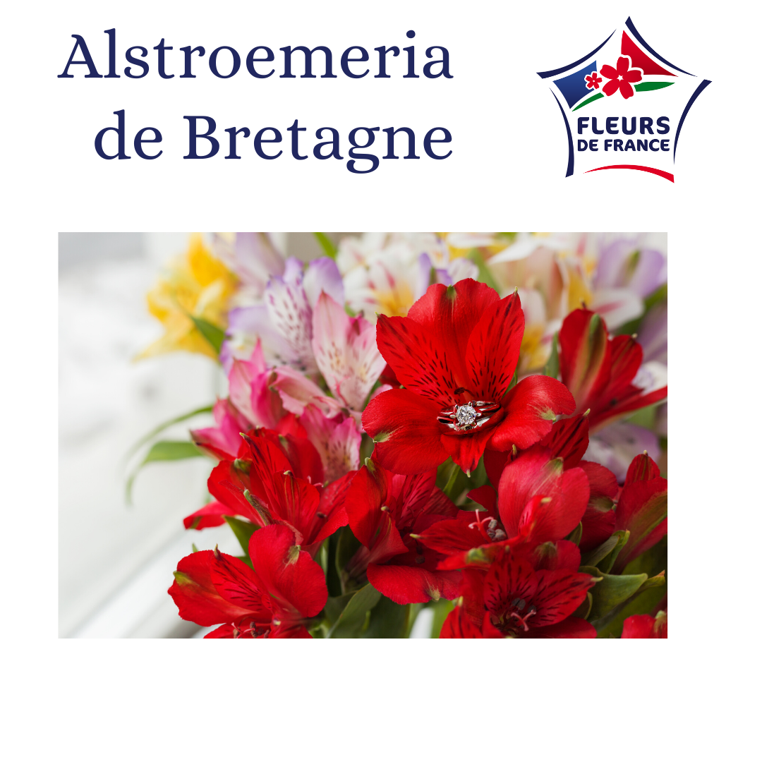 ALSTRO SUPER de Bretagne 80 FDF (FR)